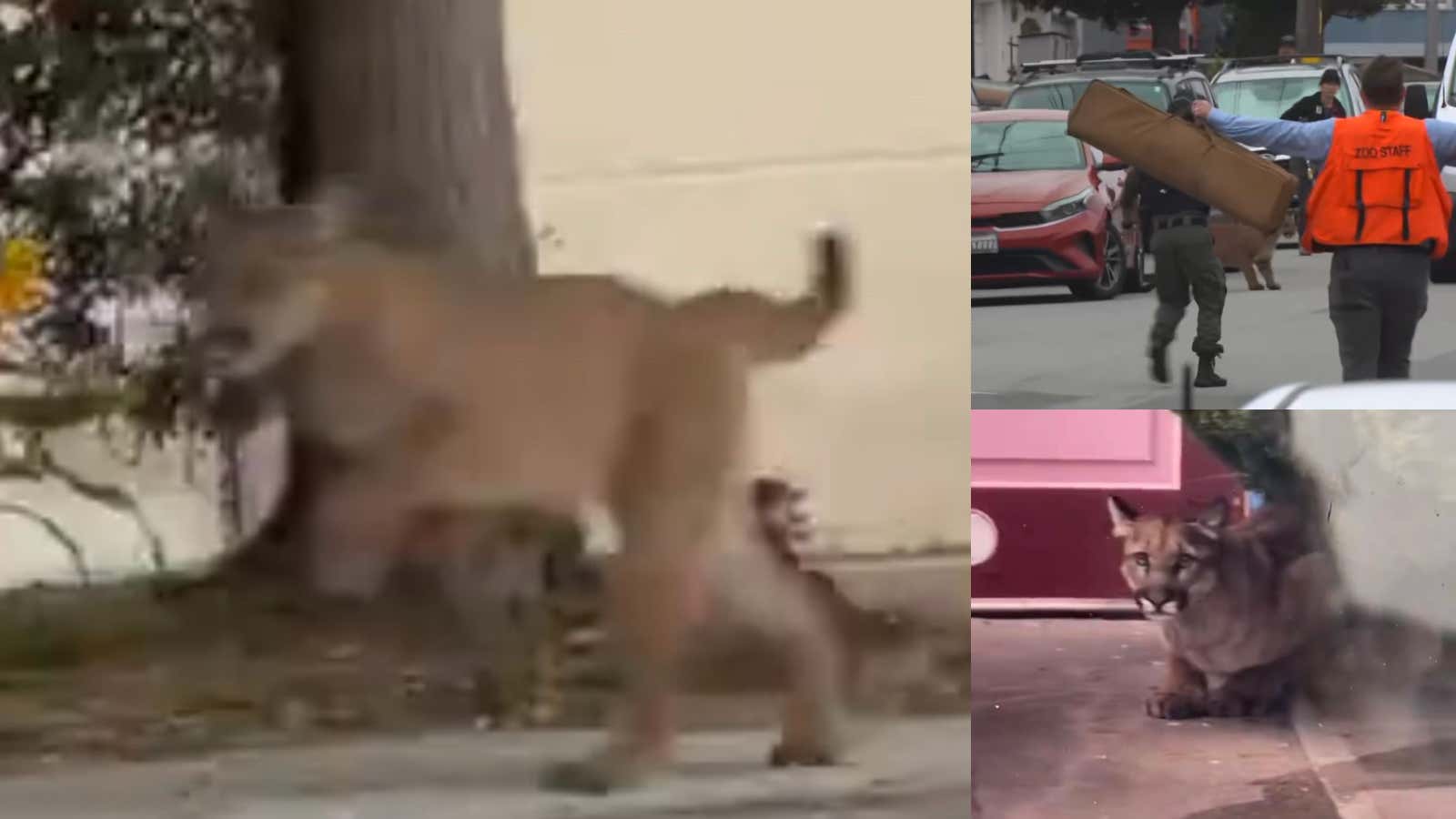 MOUNTAIN LION ON THE LOOSE IN SAN FRANCISCO!!!