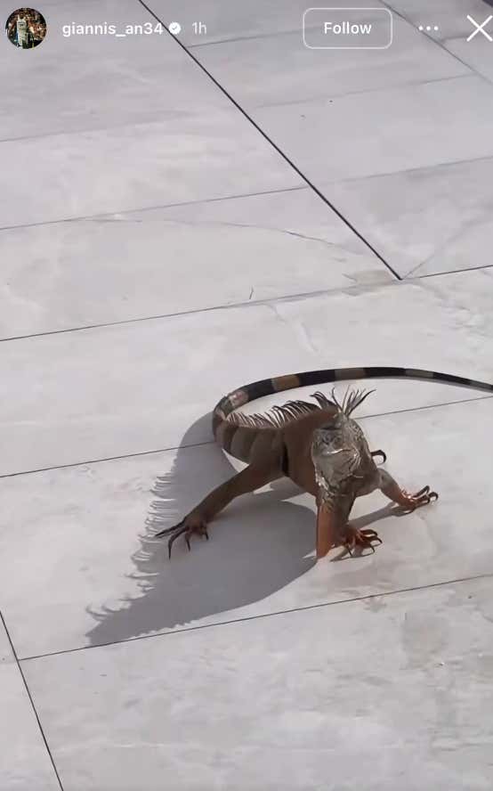 Not In Wisconsin Anymore: Giannis Had His First Welcome To Miami Moment By Being Held Hostage In His House By A Massive Iguana