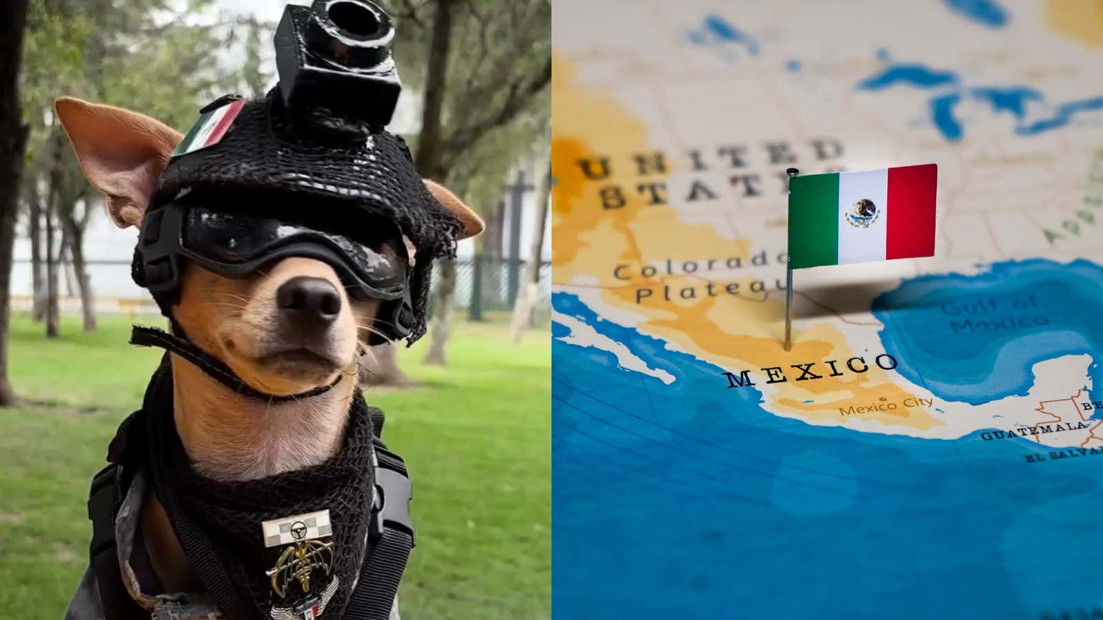 The Mexican National Guard Has Enlisted a Chihuahua Named 'Comando' and He's Fucking Adorable