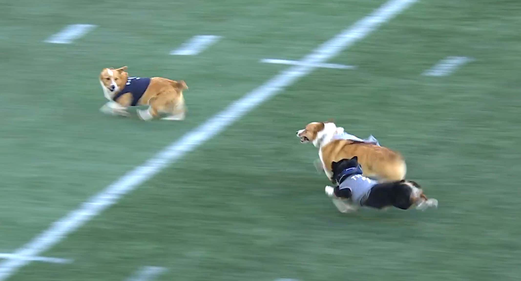 Banana The Corgi Won The Cockiest 50-Yard Corgi Race in The History of Corgi Races at Seattle Seahawks Halftime