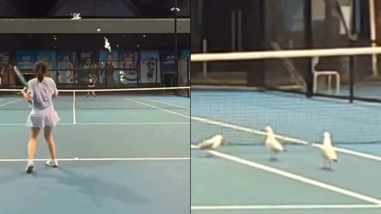 Nobody Has Ever Shown More Heart Than This Seagull That Got Absolutely Torched By A Tennis Ball, And Still Popped Right Back Up