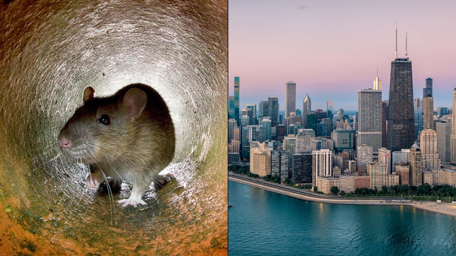The Story About The 94-Year-Old Chicago Billionaire Who Is Paying Staffers To Feed "Exotic Nuts and Seeds" To Rats In His Lincoln Park Neighborhood Just Gets Better and Better