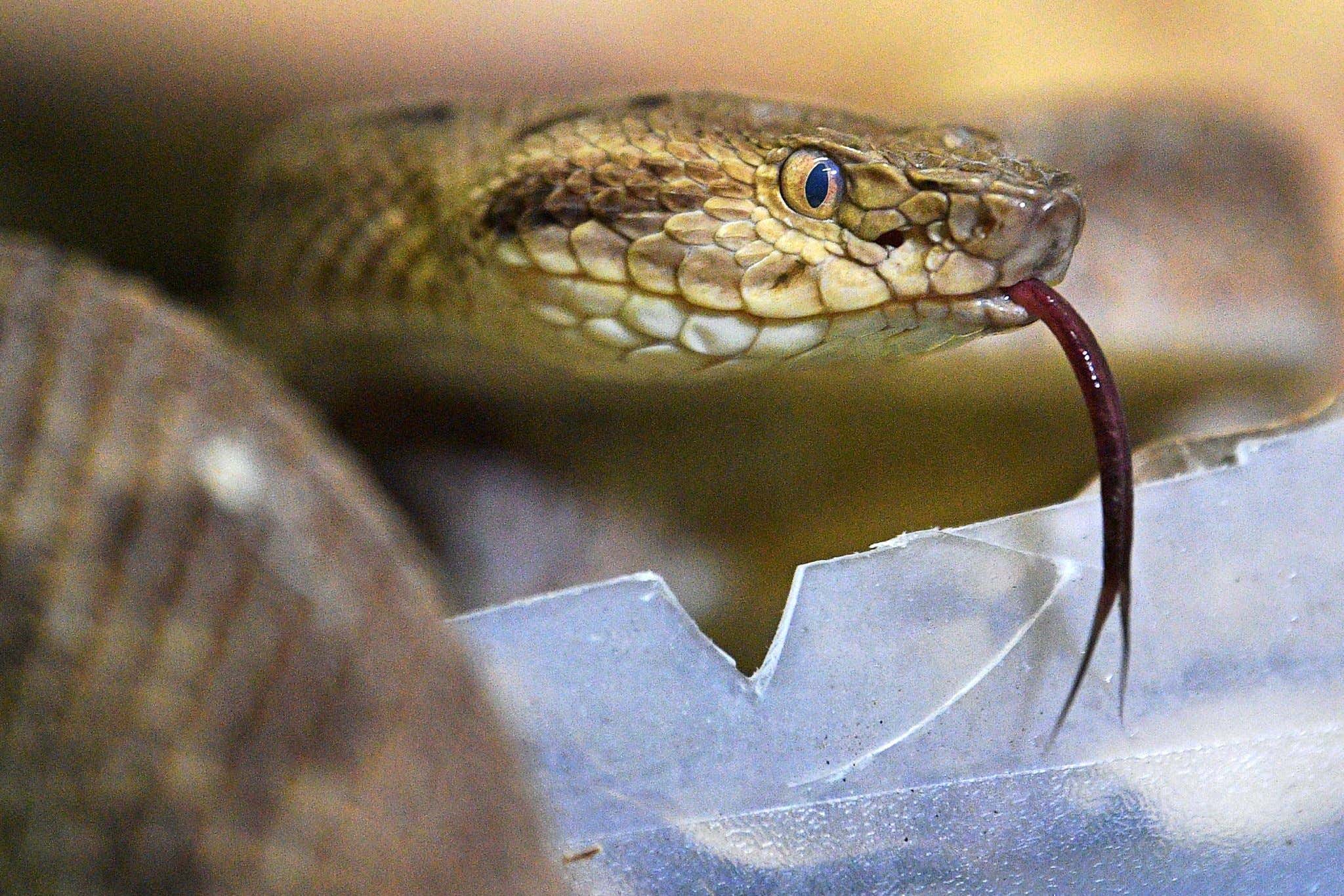Party Favors That Suck: YouTuber Supplies Entire Party With Snake Venom