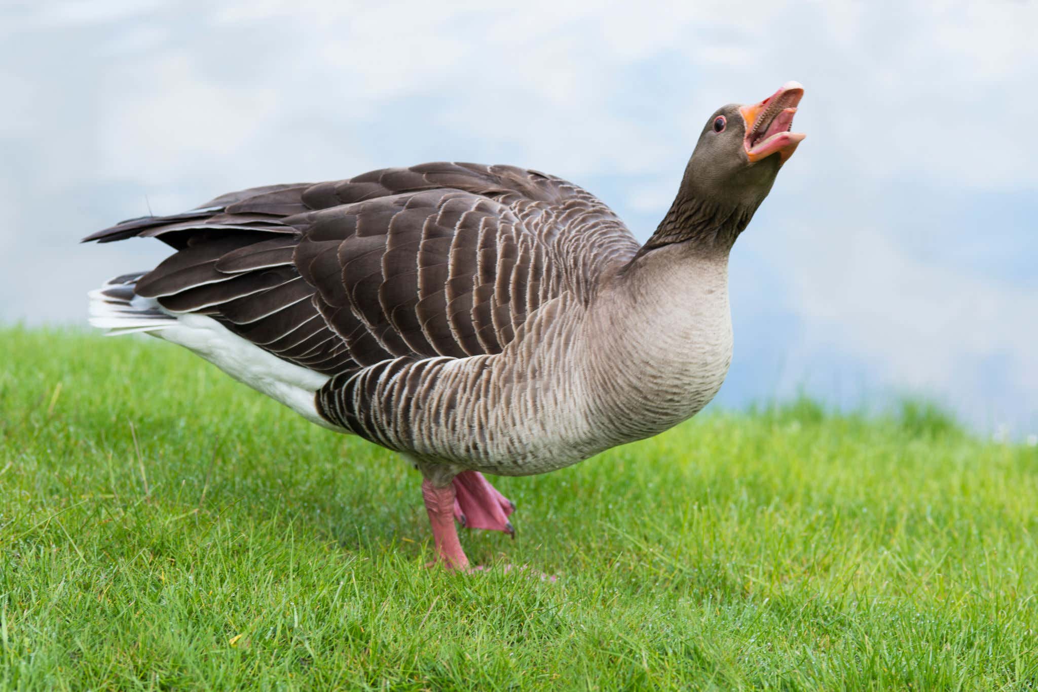 WE LITERALLY HAVE A TALKING DUCK! Australian Duck Learns How To Curse After Hanging Out With Humans Too Much