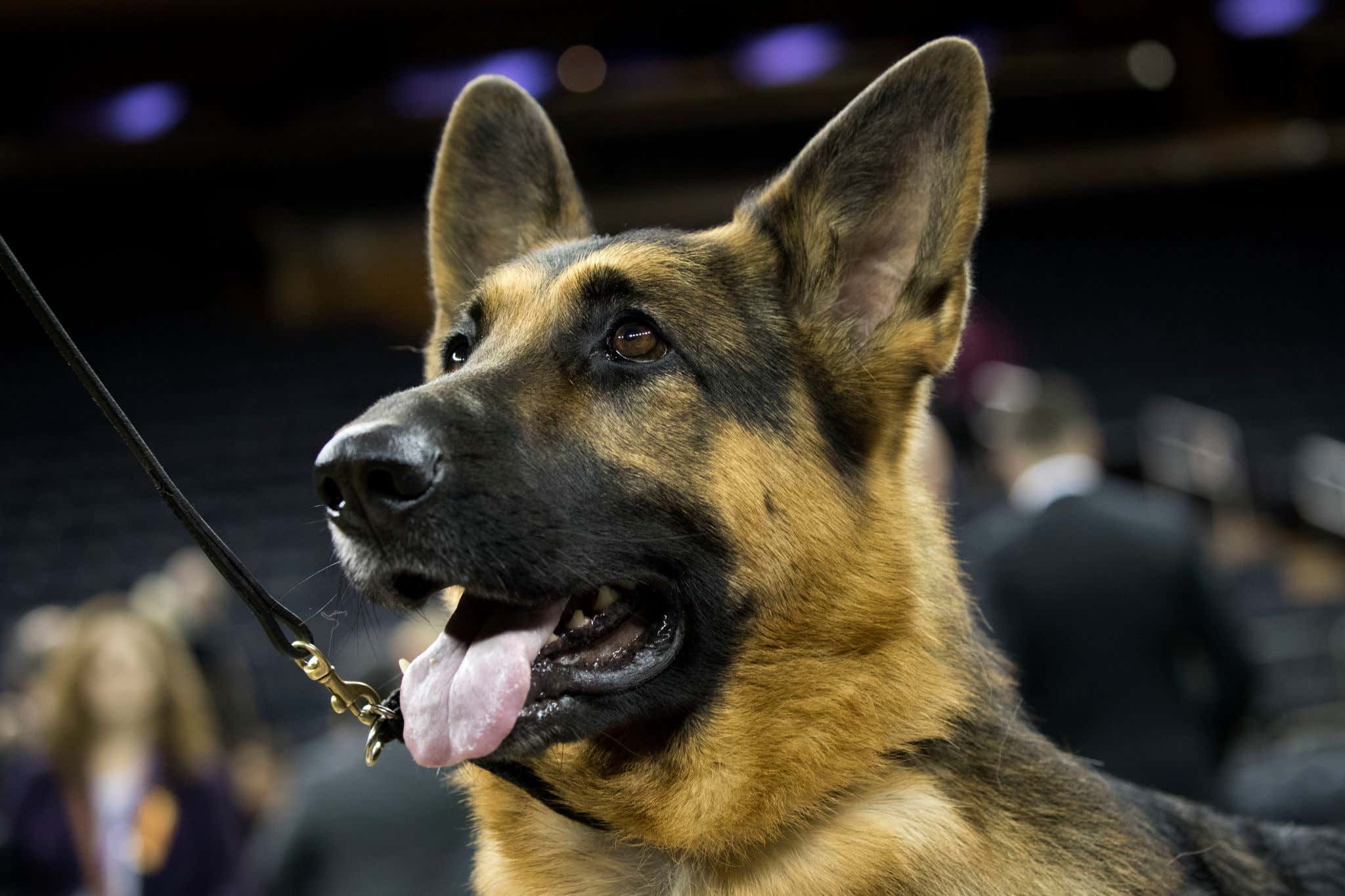 Wisconsin Police Dog Miraculously Survives A Gunshot Wound To The Face After Catching A Murder Suspect