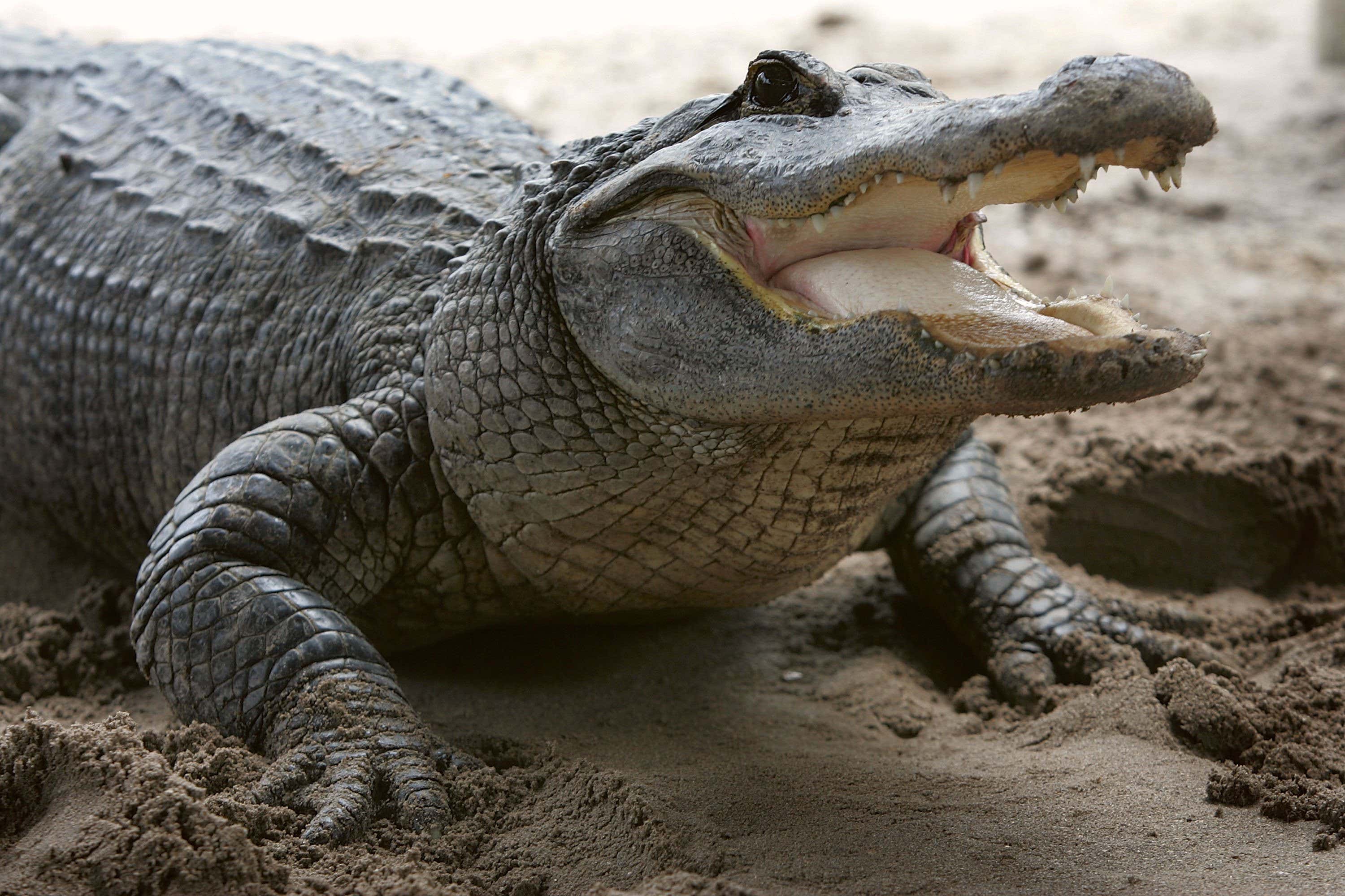 This Girl Who Kissed An Alligator In Her Graduation Photos Can Play For My Team Any Day