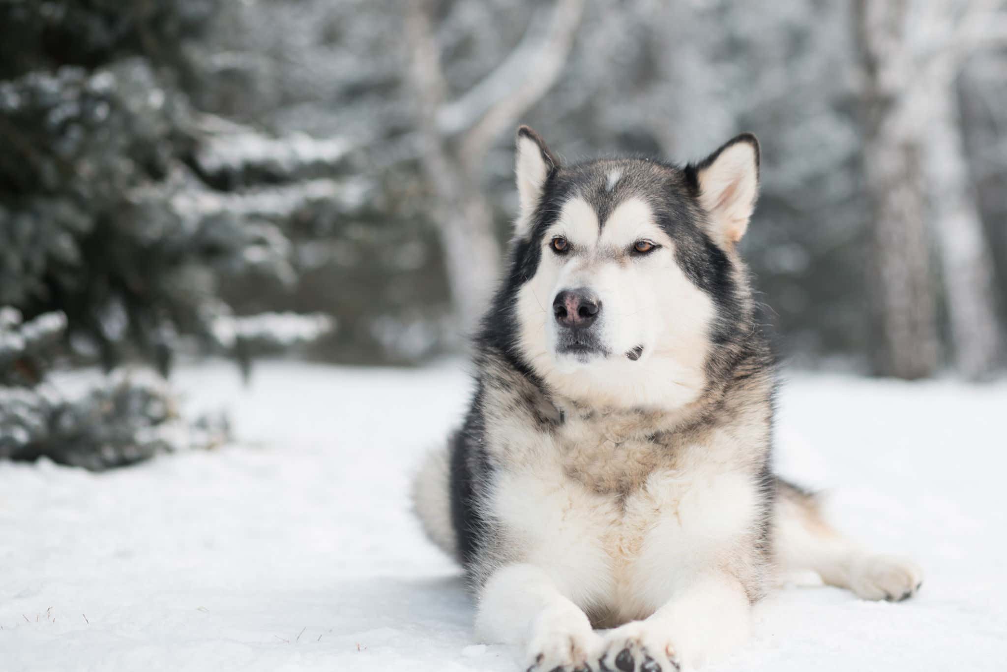 If Dog Breeds Played Football, What Position Would They Play?