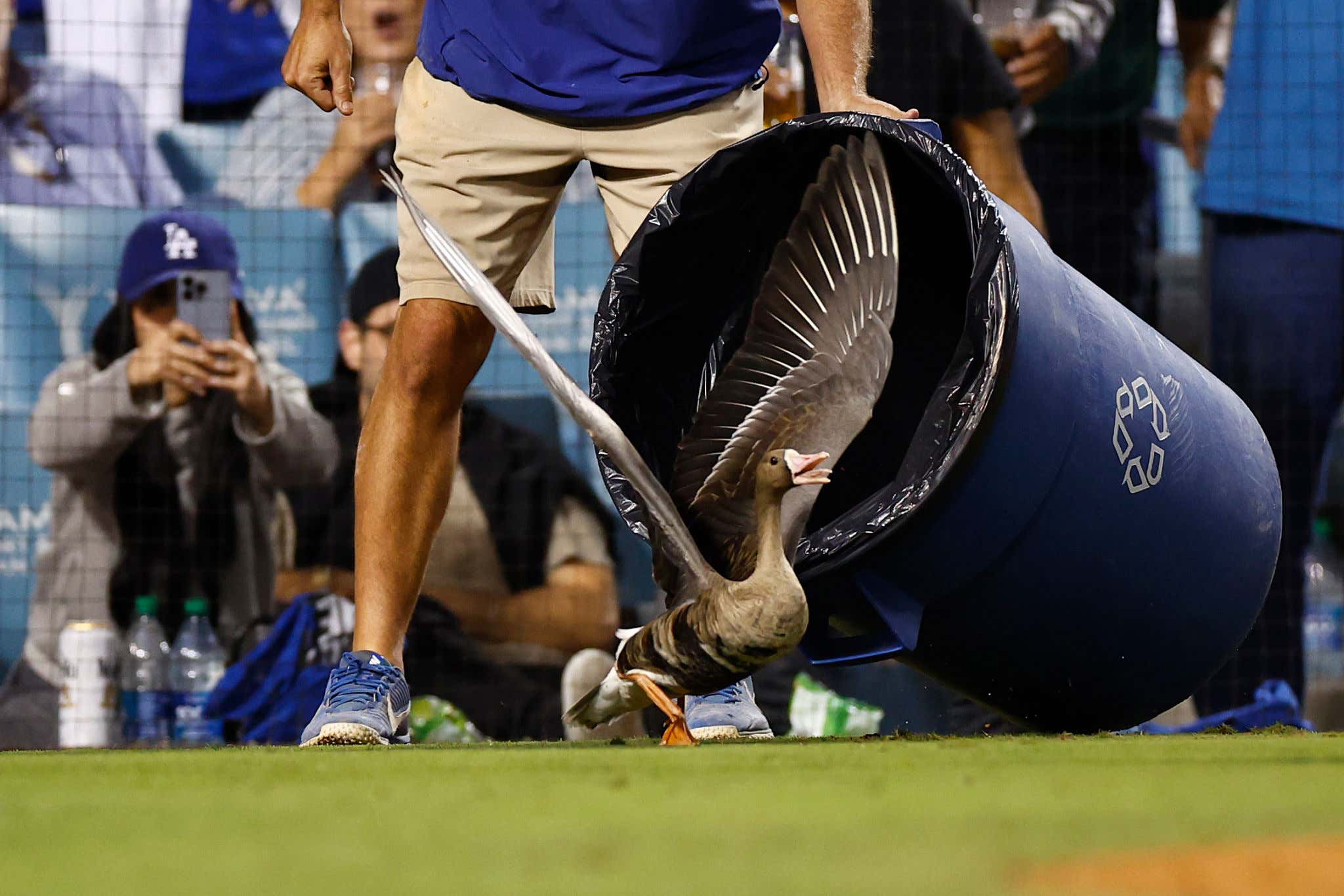 The Padres May Have Tied The Series But The Story Of The Night Was The Goose On The Field