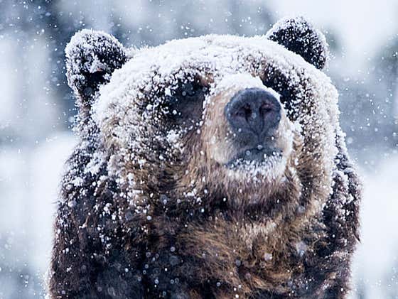 Cocaine Bear Is Going To Be The Must Watch Movie Of The Winter
