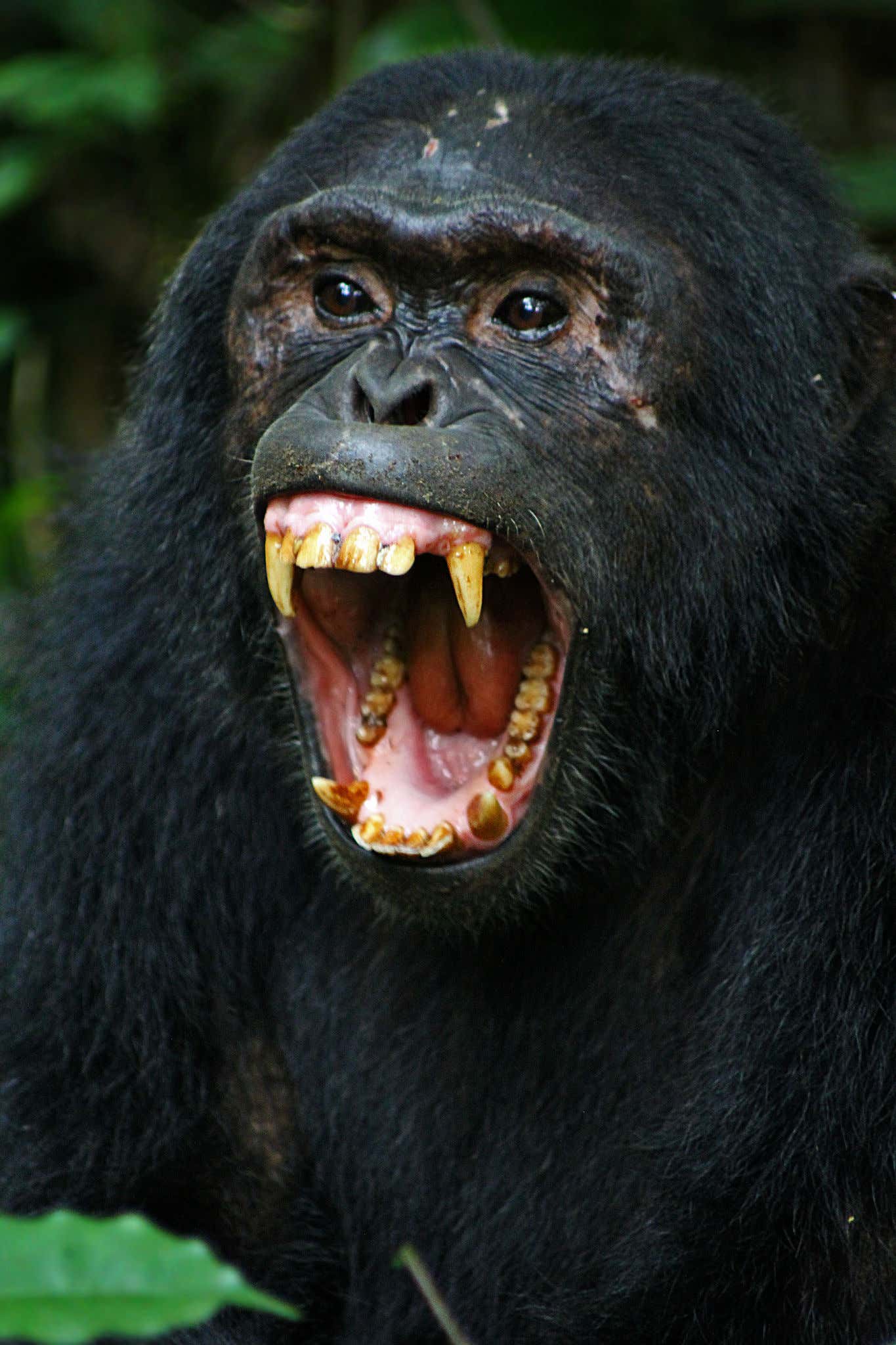 Chimpanzees Breakout of Zoo, Gunfight Ensues