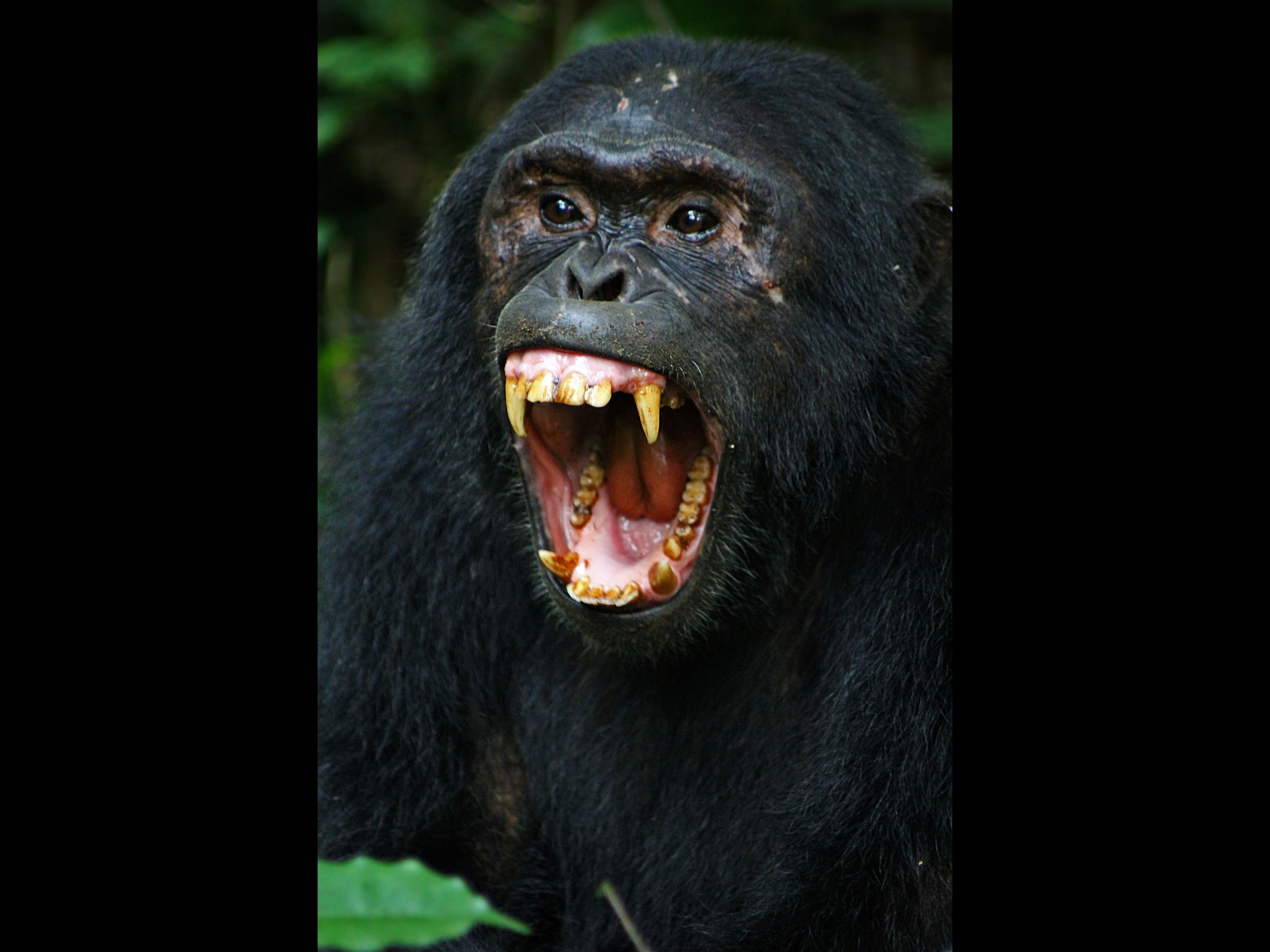 Chimpanzees Breakout of Zoo, Gunfight Ensues