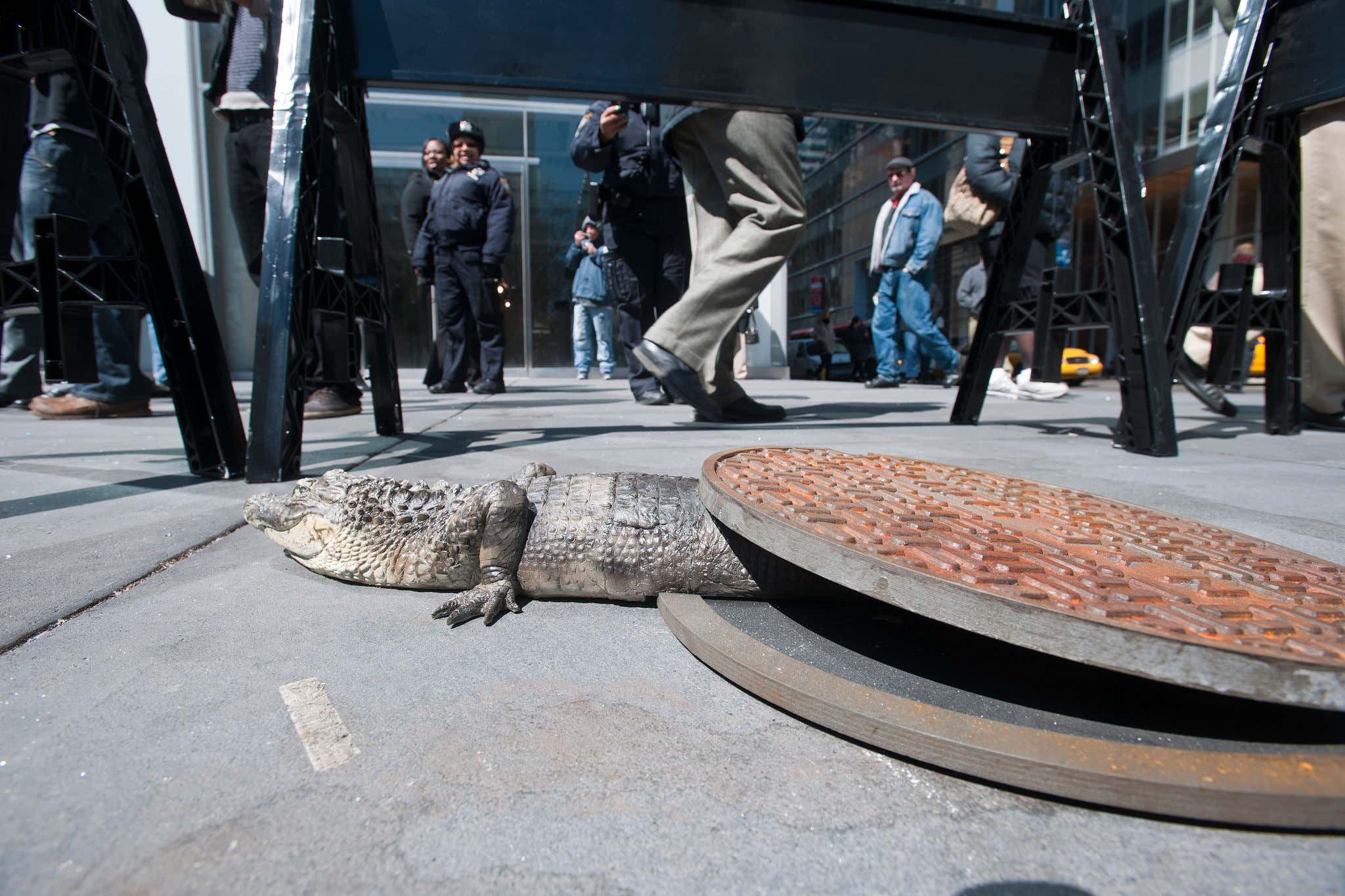 Alligator Confirms NYC Sewer Gator Myth!