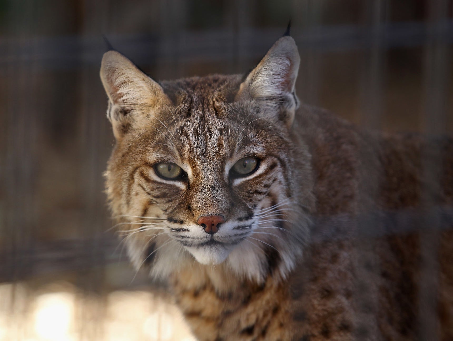 Here's 10 Fun Facts About Bobcats, The Coolest Wild Animal In The Midwest (Arguably) #BRACKETBUSKERS