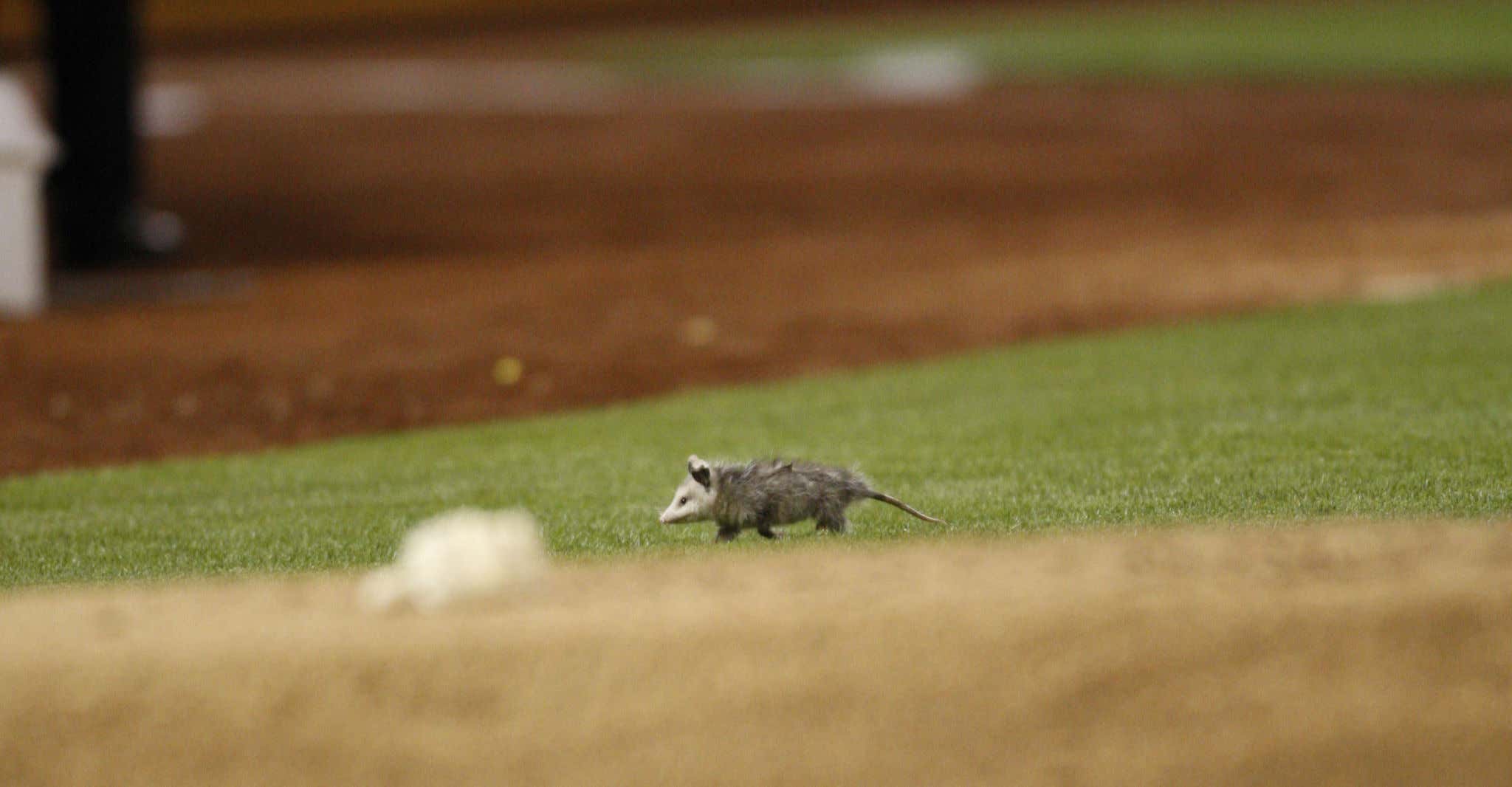 The Oakland A's Visitors Broadcast Booth Has Been Taken Over By A Possum, Causing Visiting Announcers To Call Games From Another Booth That Is Directly Behind A Pole Because Of All The Possum Shit And Piss