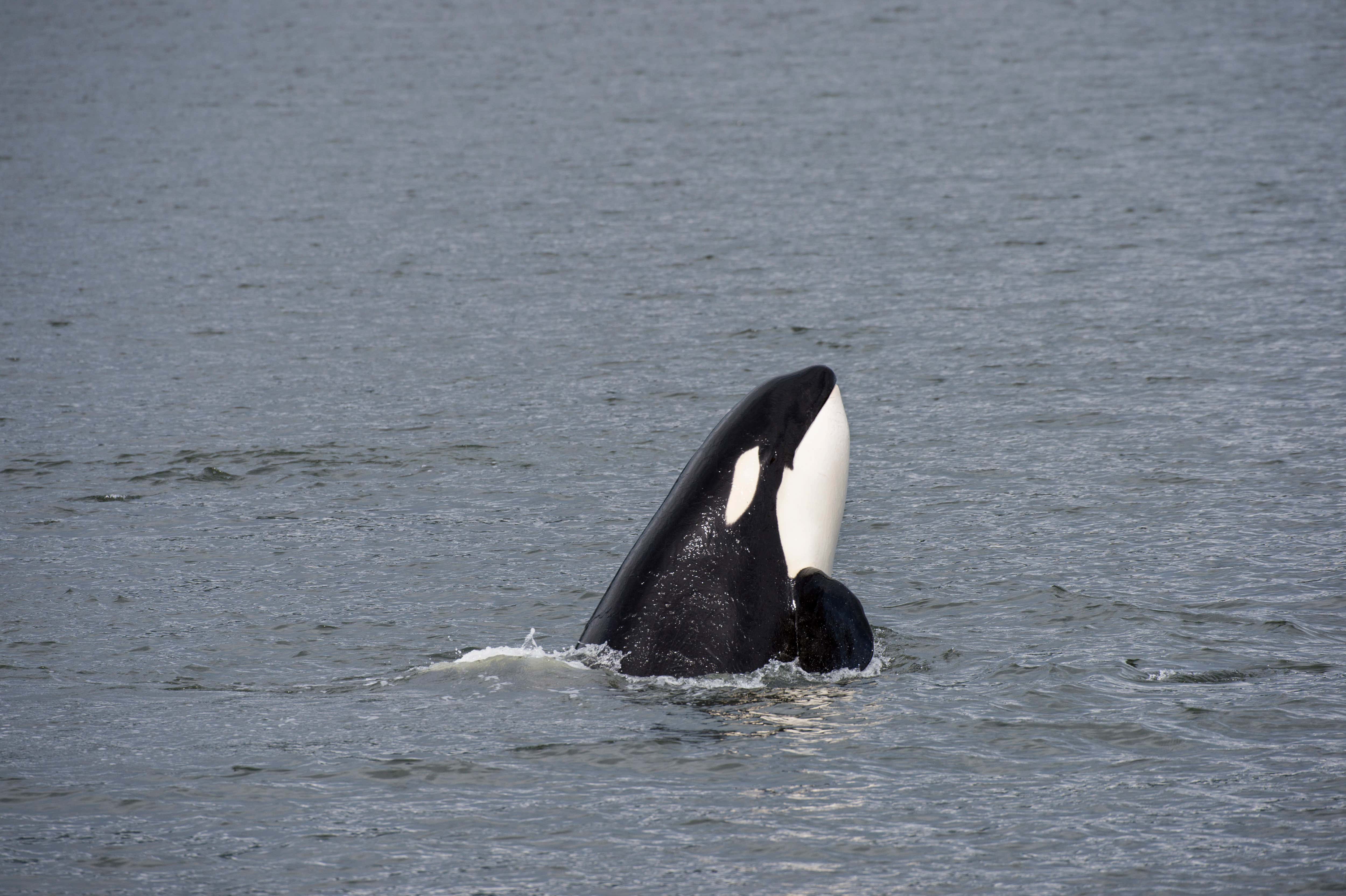 An Unreal Video Of Baby Orcas Signaling To Humans To Come Rescue Their Mother Who Was Trapped In A Commercial Fishing Line
