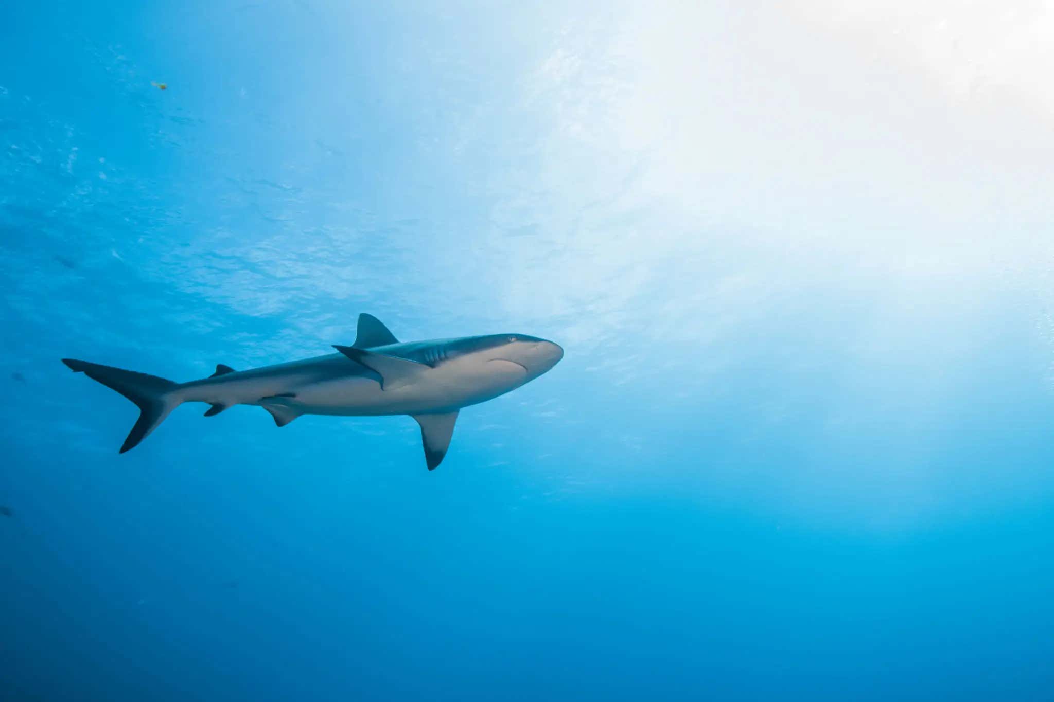 Super Agent Drew Rosenhaus Decided To Hop Off His Boat And Go Face To Face With A Shark In Open Water