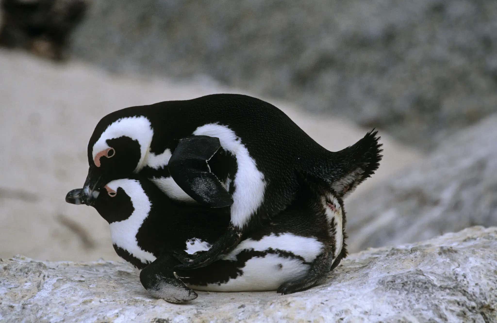 I got fucked by a penguin today.