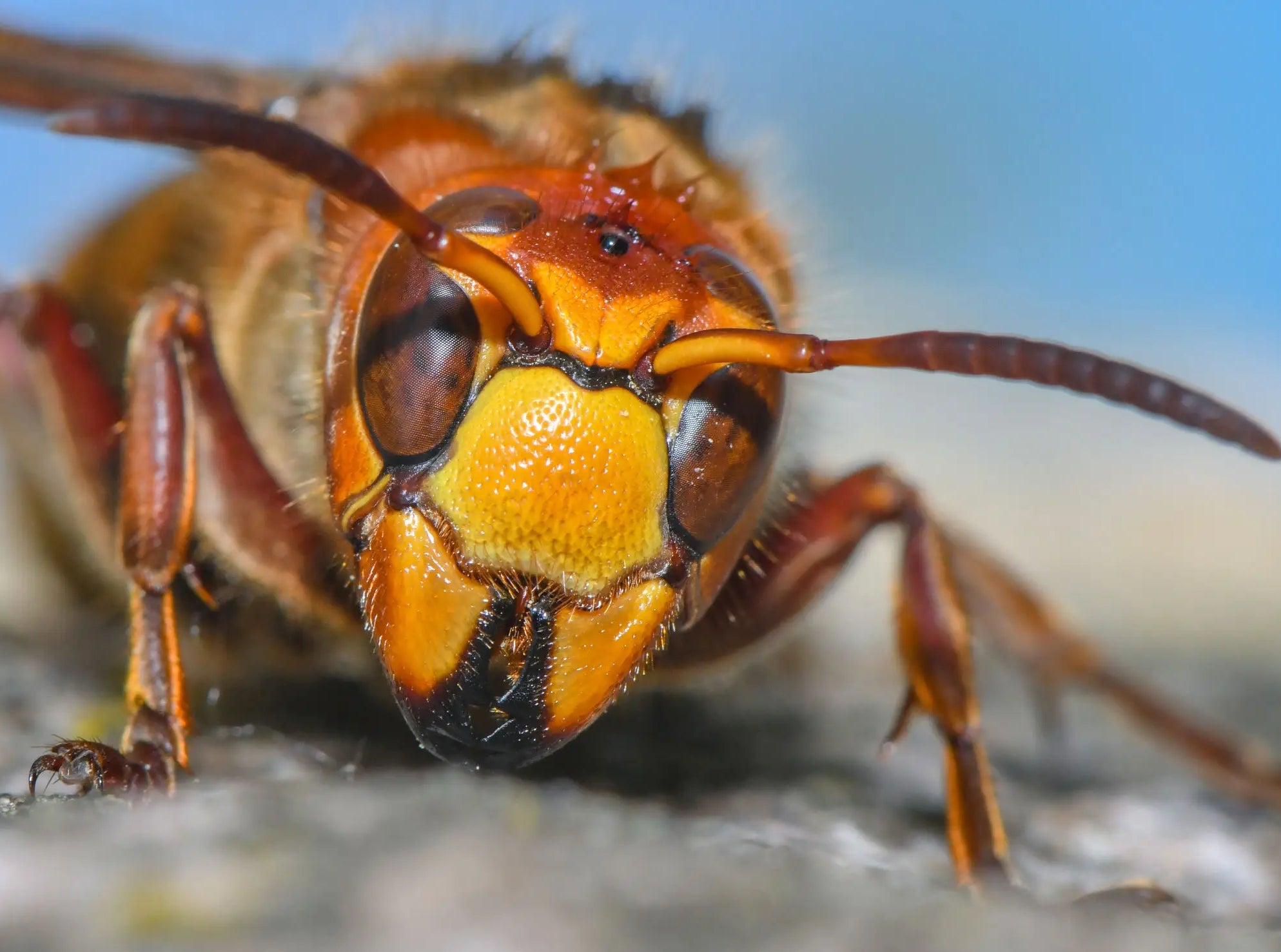 Sting Of Karma: Philly Thief Steals Shop Vac Filled To The Brim With "Extra Spicy" European Hornets