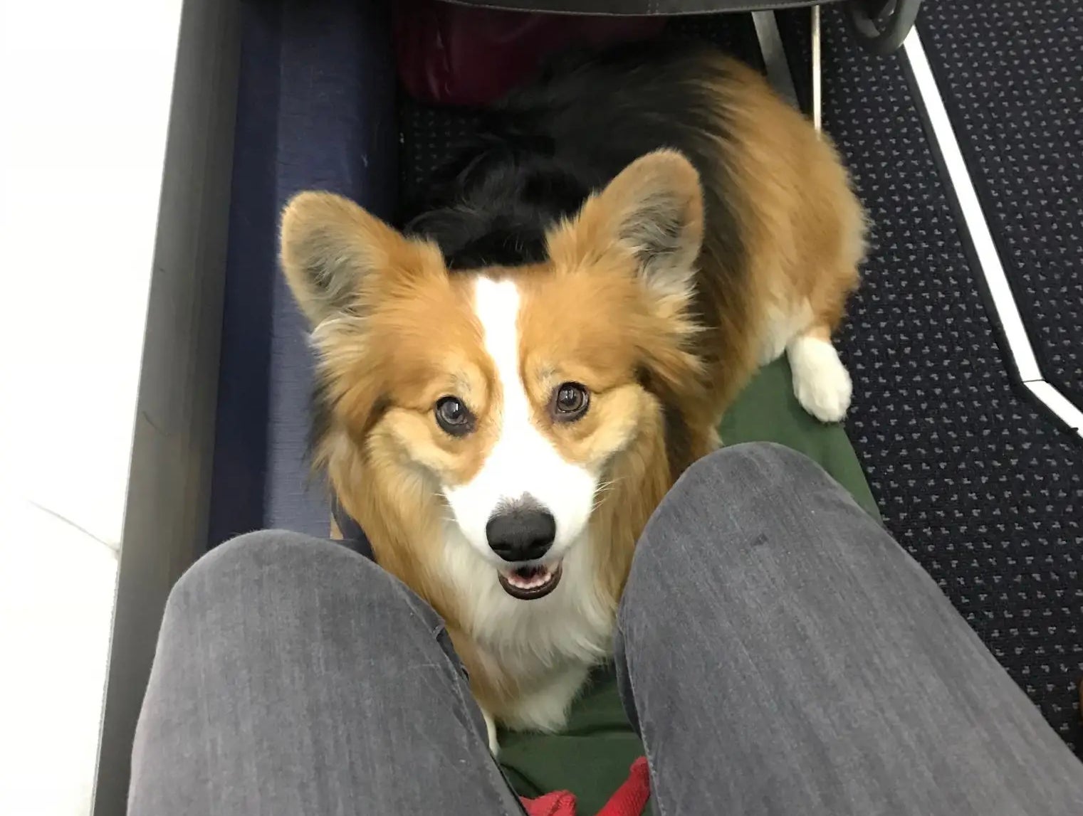 Heartless Southwest Airlines Flight Crew Kicks Woman Off Plane For Petting Her Scared Puppy