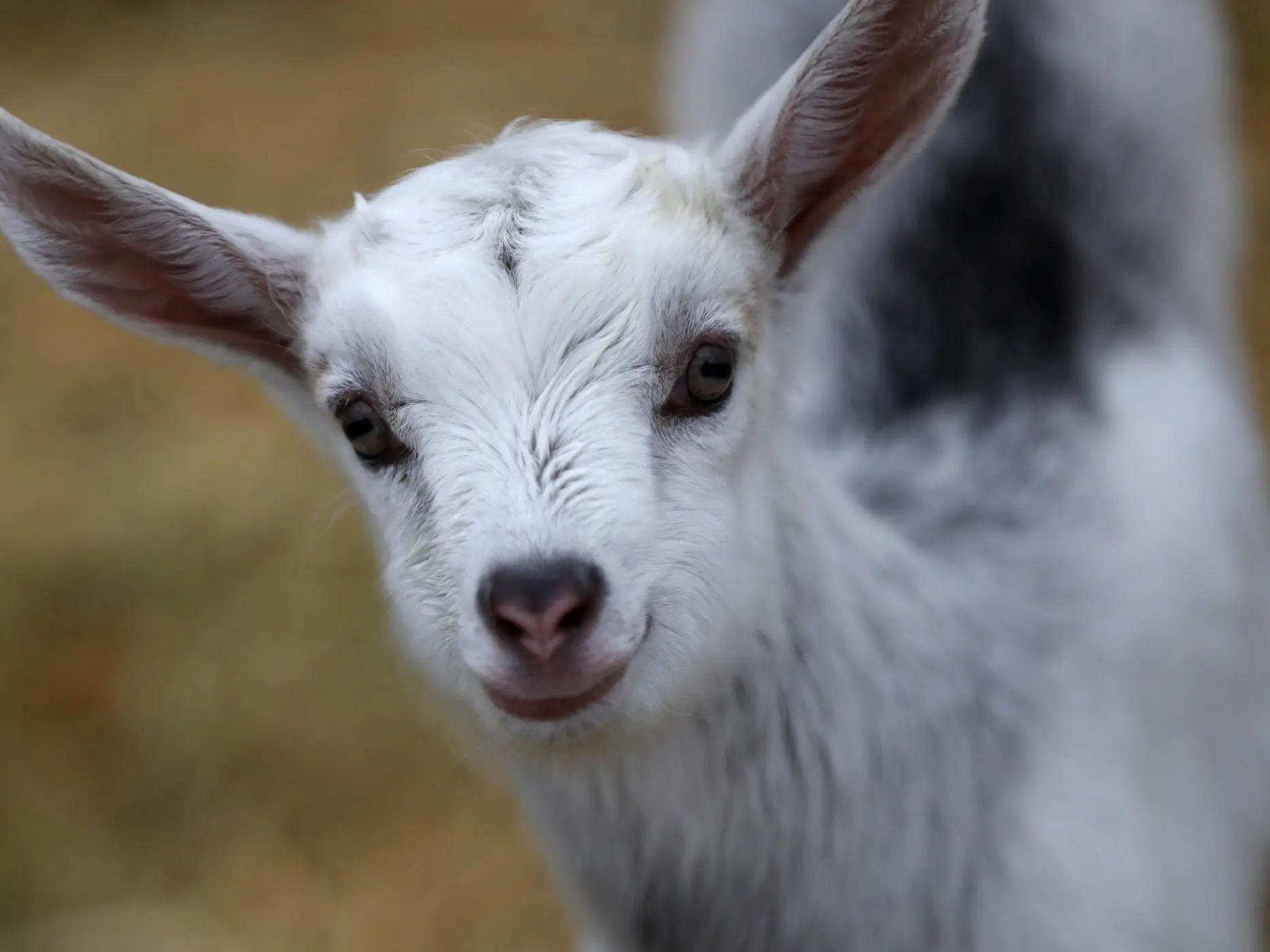It's Unfair That a Man Can't Travel The Canadian Countryside With His Goat Best Friend Without People Wondering if He's Fucking It