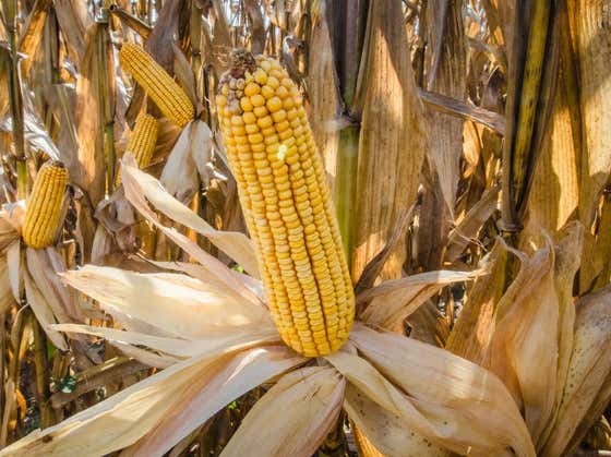 If You Eat Only Corn, How Long Will It Take You To Poop Just Corn?