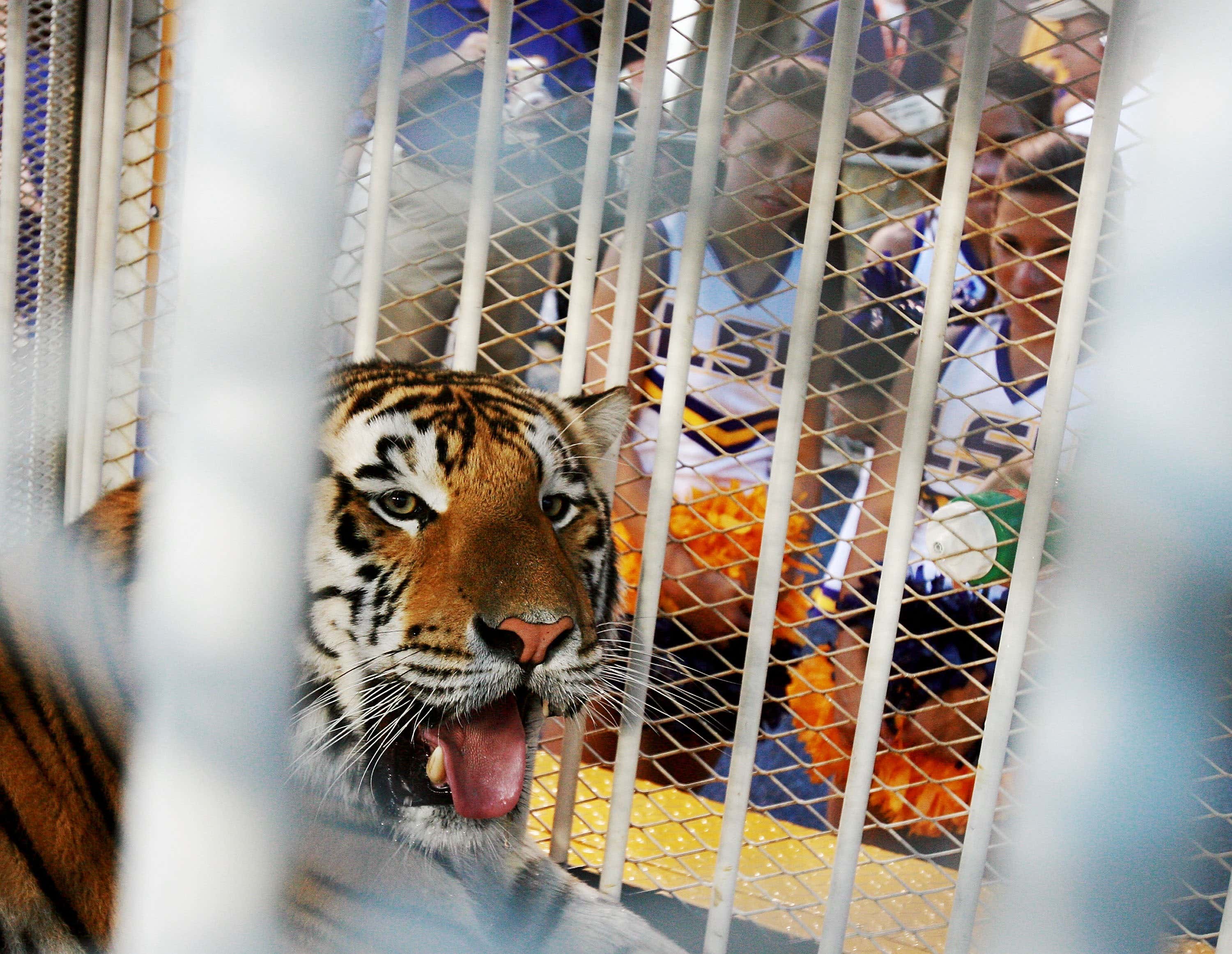 LSU Has Acquired a Live Tiger for Saturday's Game Against Alabama From a Guy Who Has Only Had Tigers Escape From Him Twice