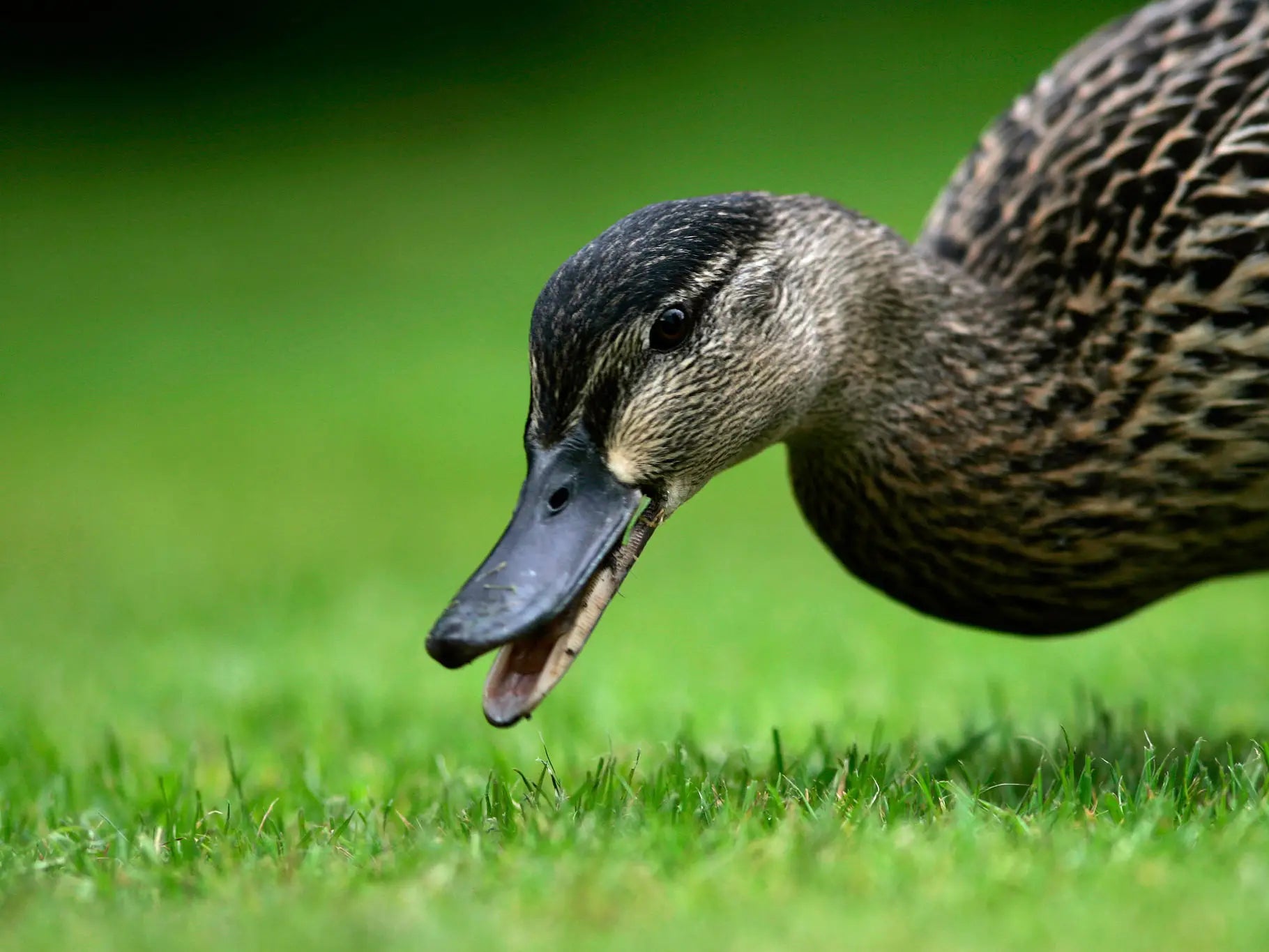 A Duck Wandered Onto The Field At Raymond James Stadium And Now May Be Getting A Contract