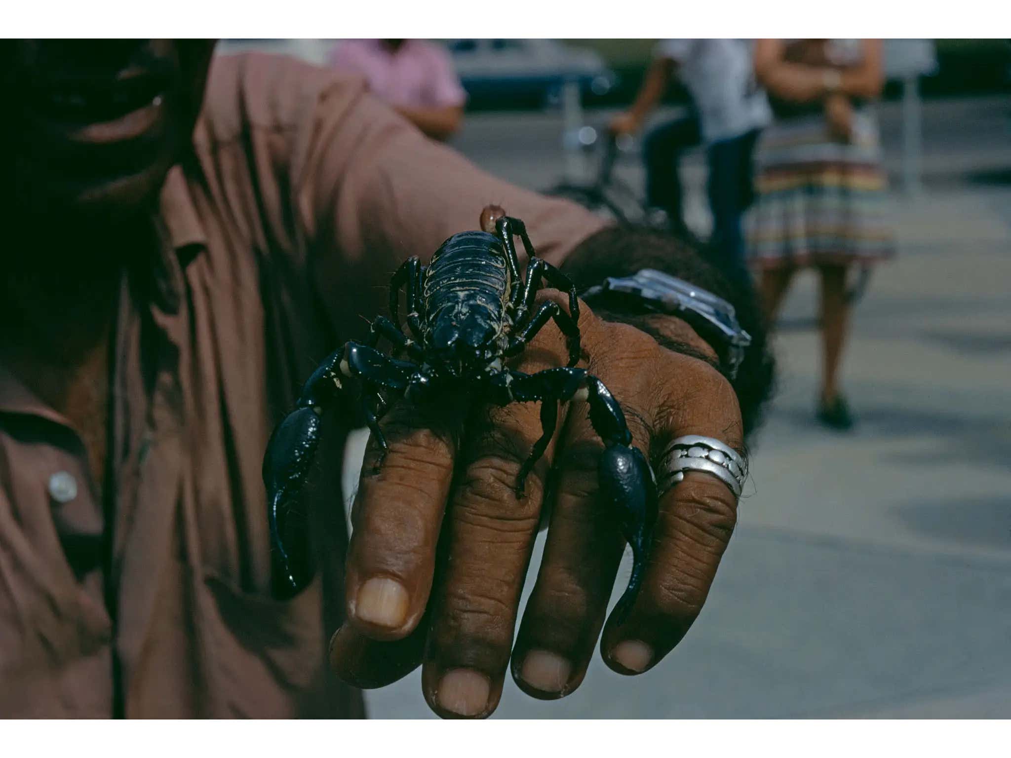Air Travel Finds a New and Inventive Way to Be Horrible as a Traveler Gets Stung by a Scorpion at the Airport. In Boston.