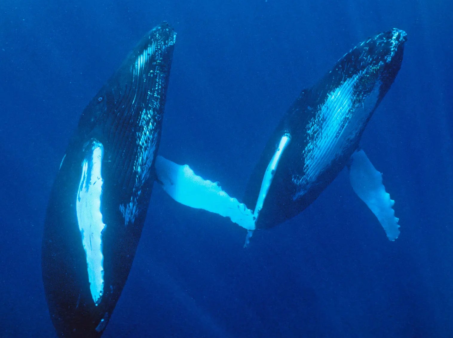 They Turned The Whales Gay