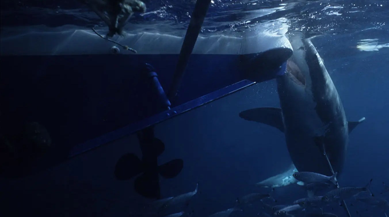 U.S. Senate Committee Just Voted on a Shark Depredation Bill to Prevent Sharks From Eating Fish Off Fishing Lines