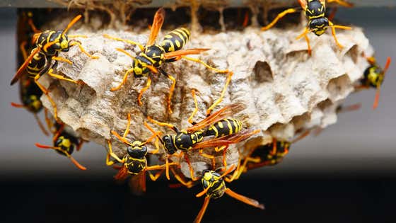 You Can Go Ahead And Cancel The Rest Of The Summer. A Radioactive Wasp Nest Was Found In South Carolina Where They Used To Make Nuclear Bombs