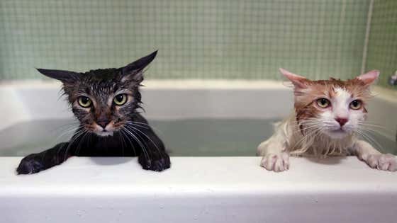 Which Wet Pussy Do You SIde With?
