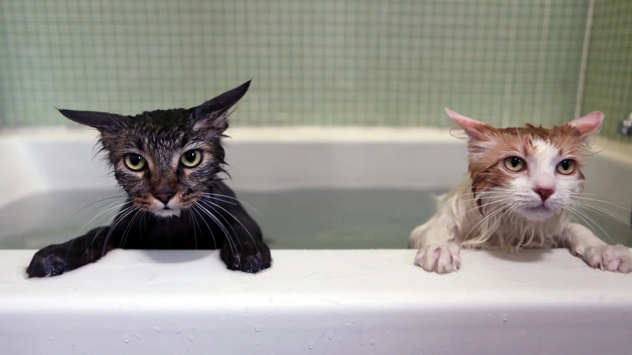 Which Wet Pussy Do You SIde With?