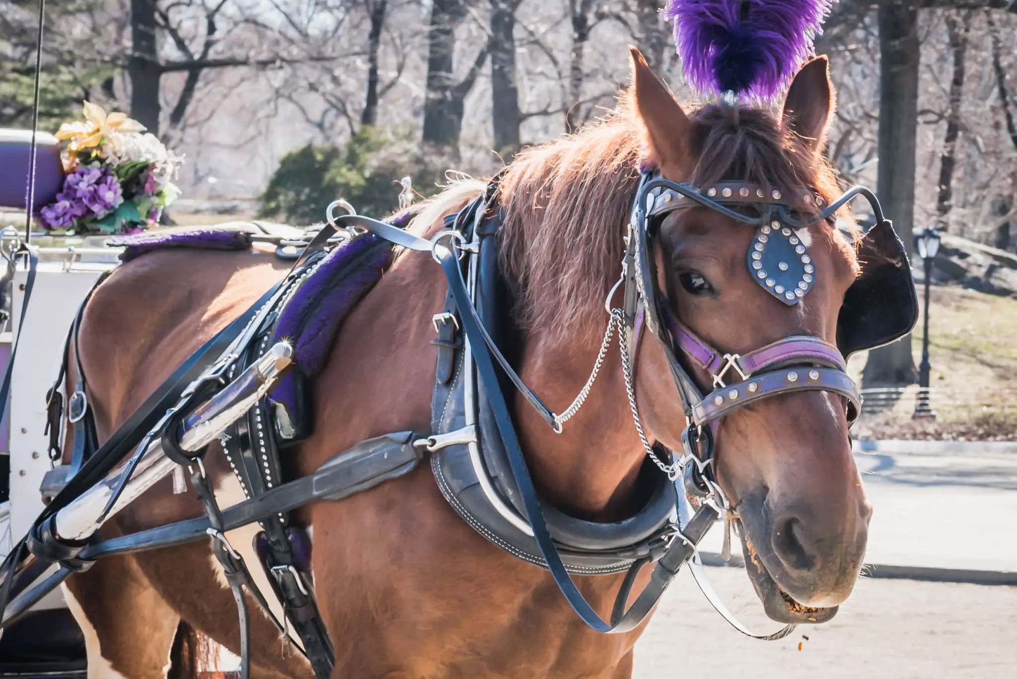 New York City Has A New Mayor And The Central Park Horses Better Be Gone By The Spring