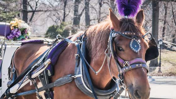 New York City Has A New Mayor And The Central Park Horses Better Be Gone By The Spring
