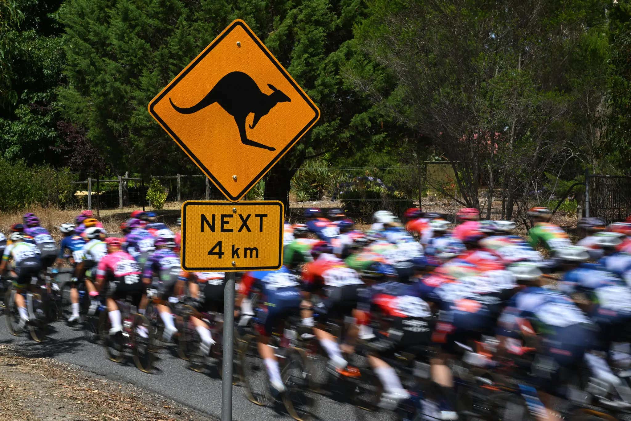 This Kangaroo Is The Biggest Cheater In Cycling Since Lance Armstrong, Causes A Massive Pileup At Race In Australia
