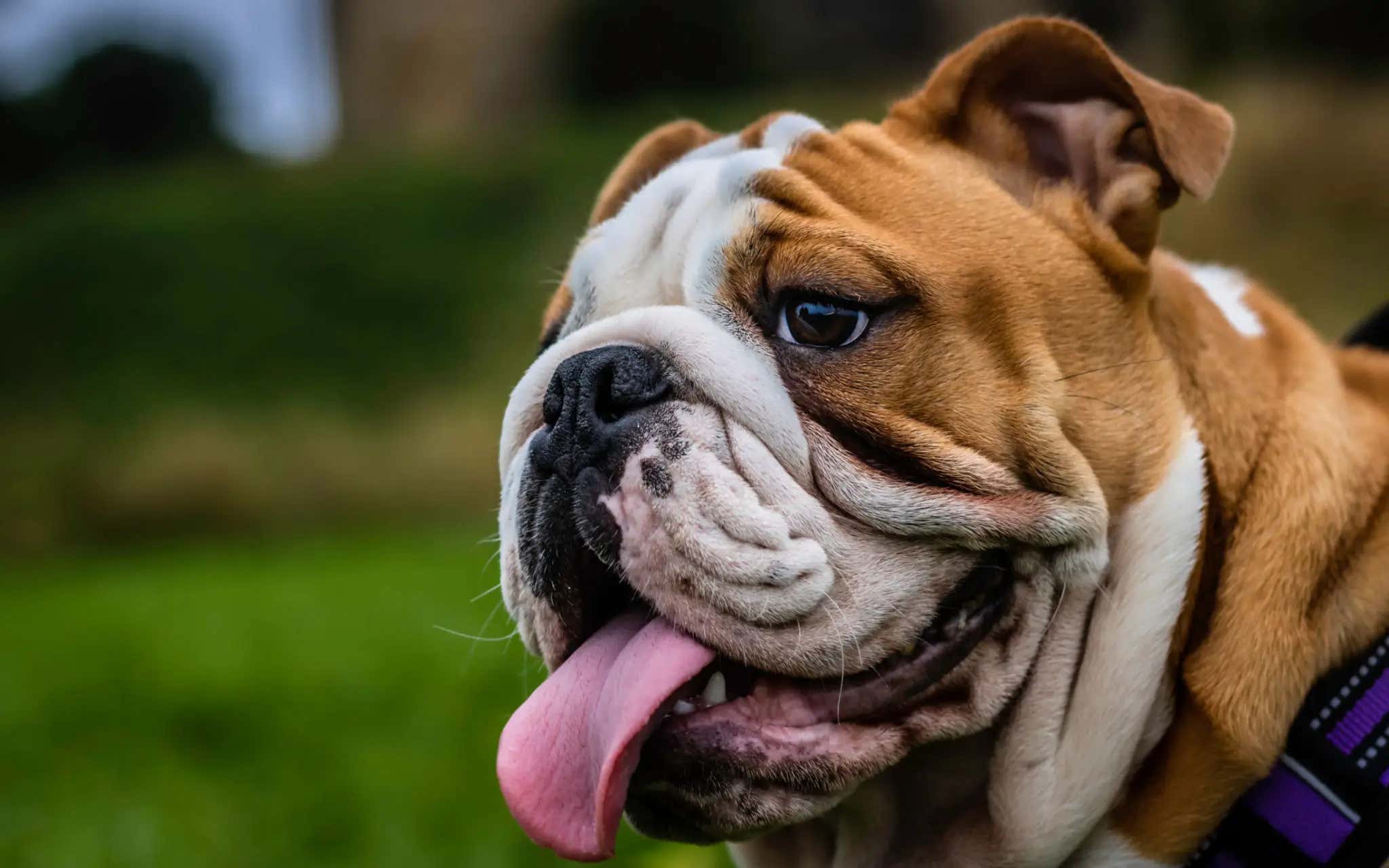 Scientists Finally Come Up With Something Good: A New Pill Is Hitting The Market To Slow Down The Aging Process For Dogs