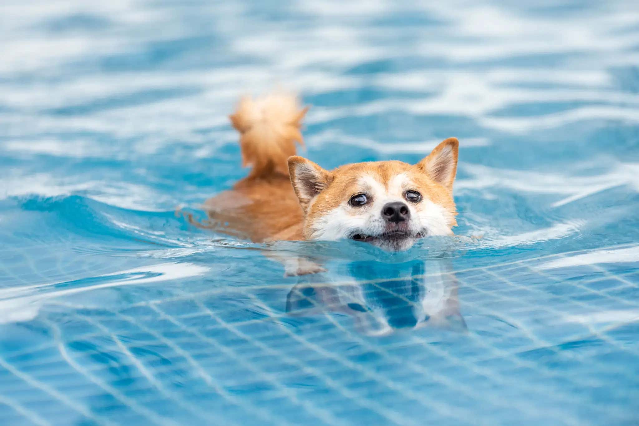 The Record Breaking Dog Pool Party Looked Awesome