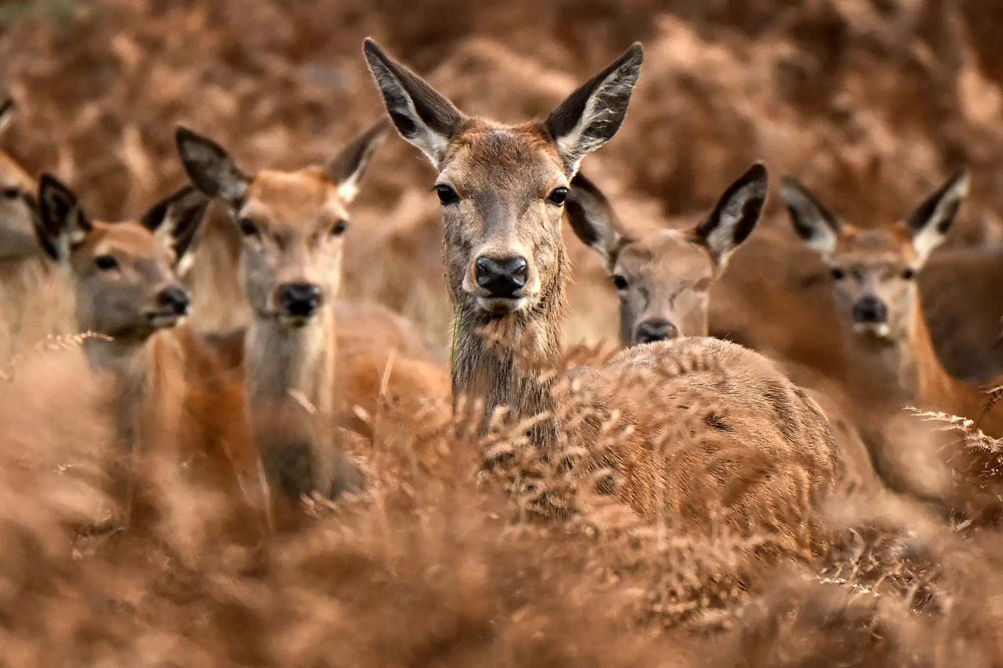 France Has Issued A Warning To Drivers – Their Deer Are Drunk And Out Of Control
