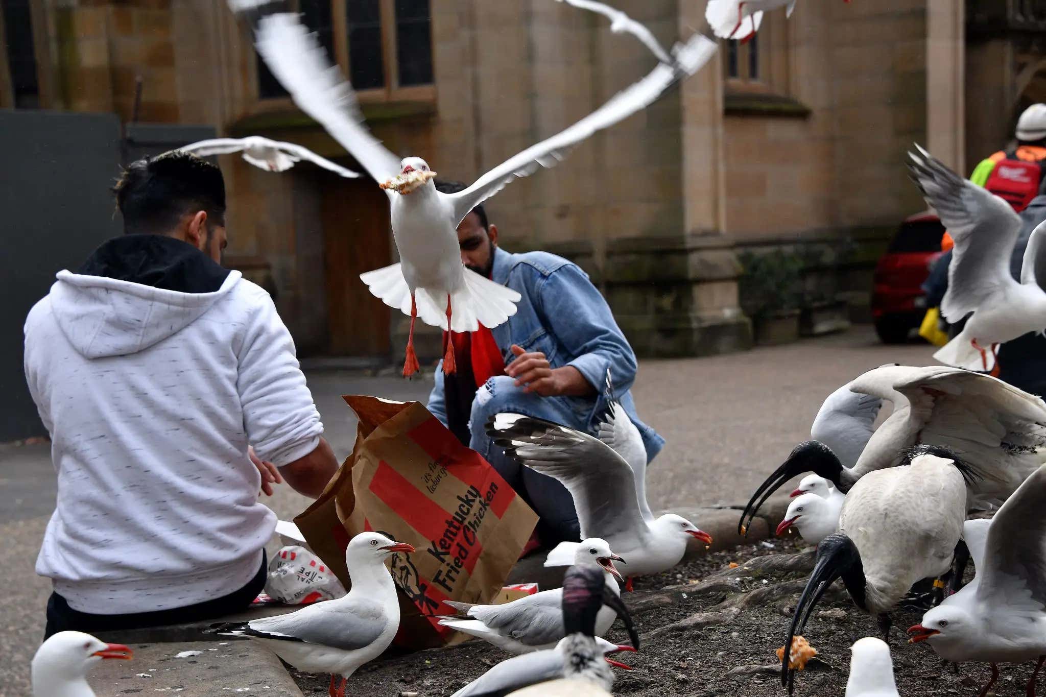 English Man Under Fire For Punching Seagull Who Stole His Pastry