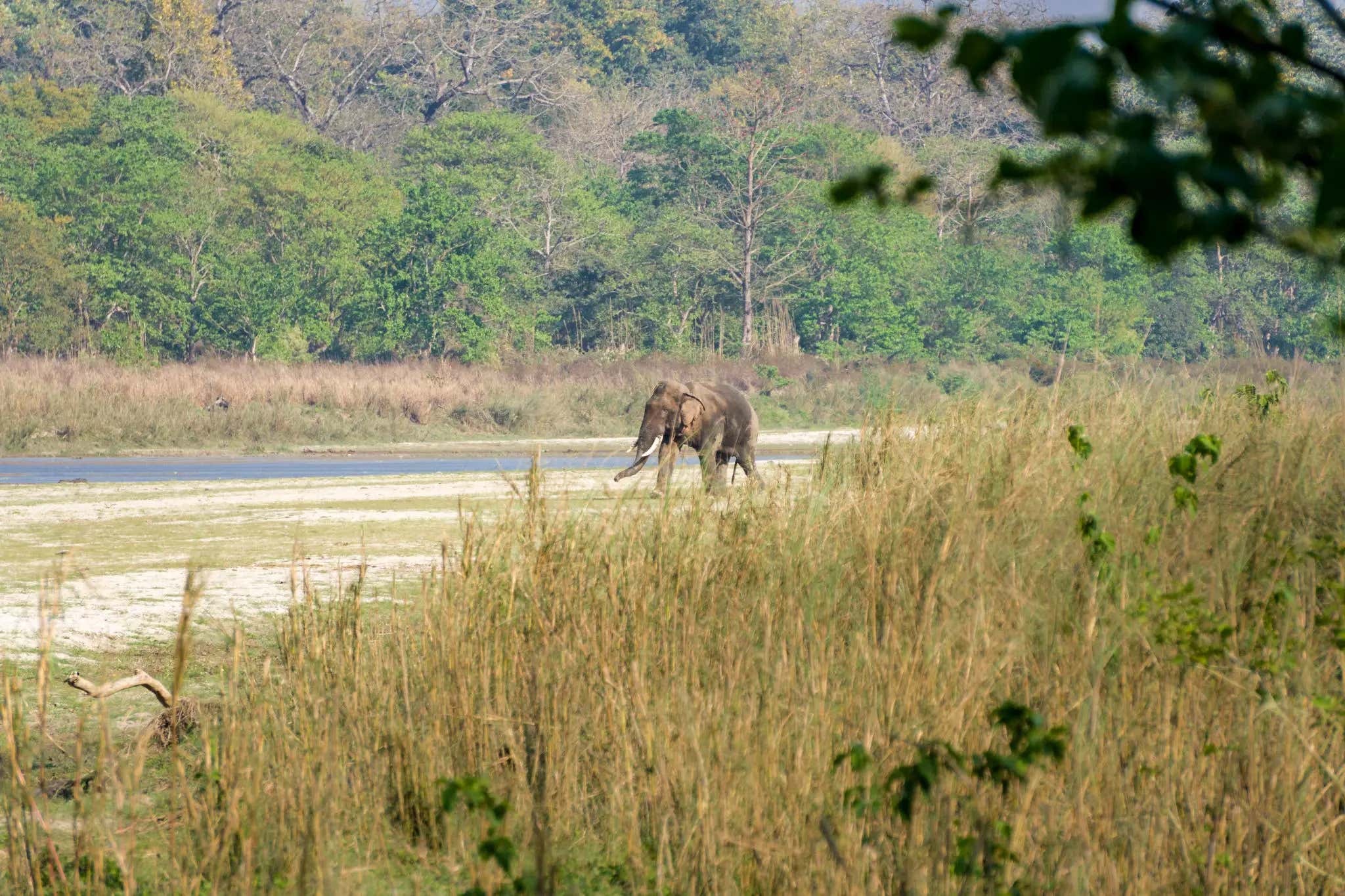 The World's Current Most Prolific Serial Killer Is An Elephant In Nepal Named Dhurbe, Who Has Accounted For 25 "Death Stalks" In 14 Years