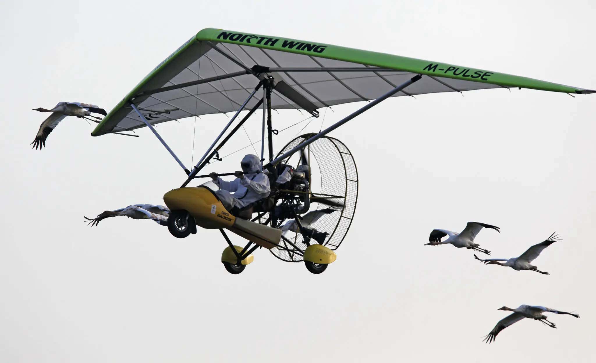 True Story – To Bring Whooping Cranes Back to Eastern U.S., Human Pilots Dressed as White Cranes Led Them to Florida in Ultralight Aircrafts For 15 Years