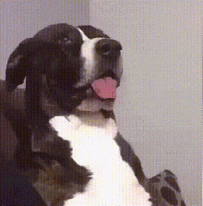 Excuse Me What GIF Excuse Me What GIF