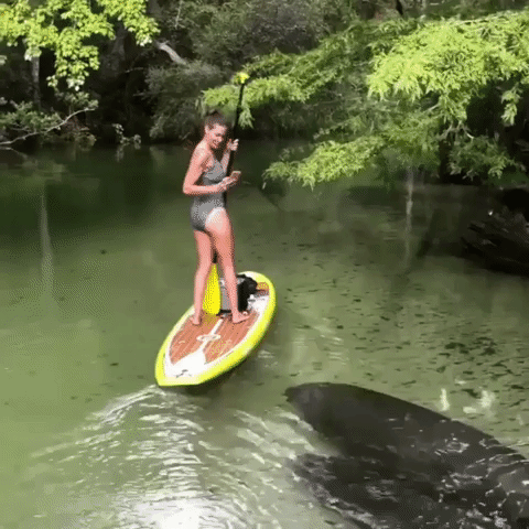 big fish stand up paddling GIF big fish stand up paddling GIF