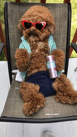 Dog Chilling GIF Dog Chilling GIF