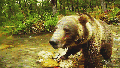 The Killer Bear? It's Not The Real Story Here