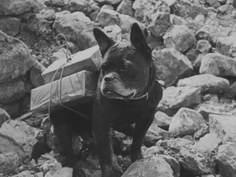 The Twisted History of WWI