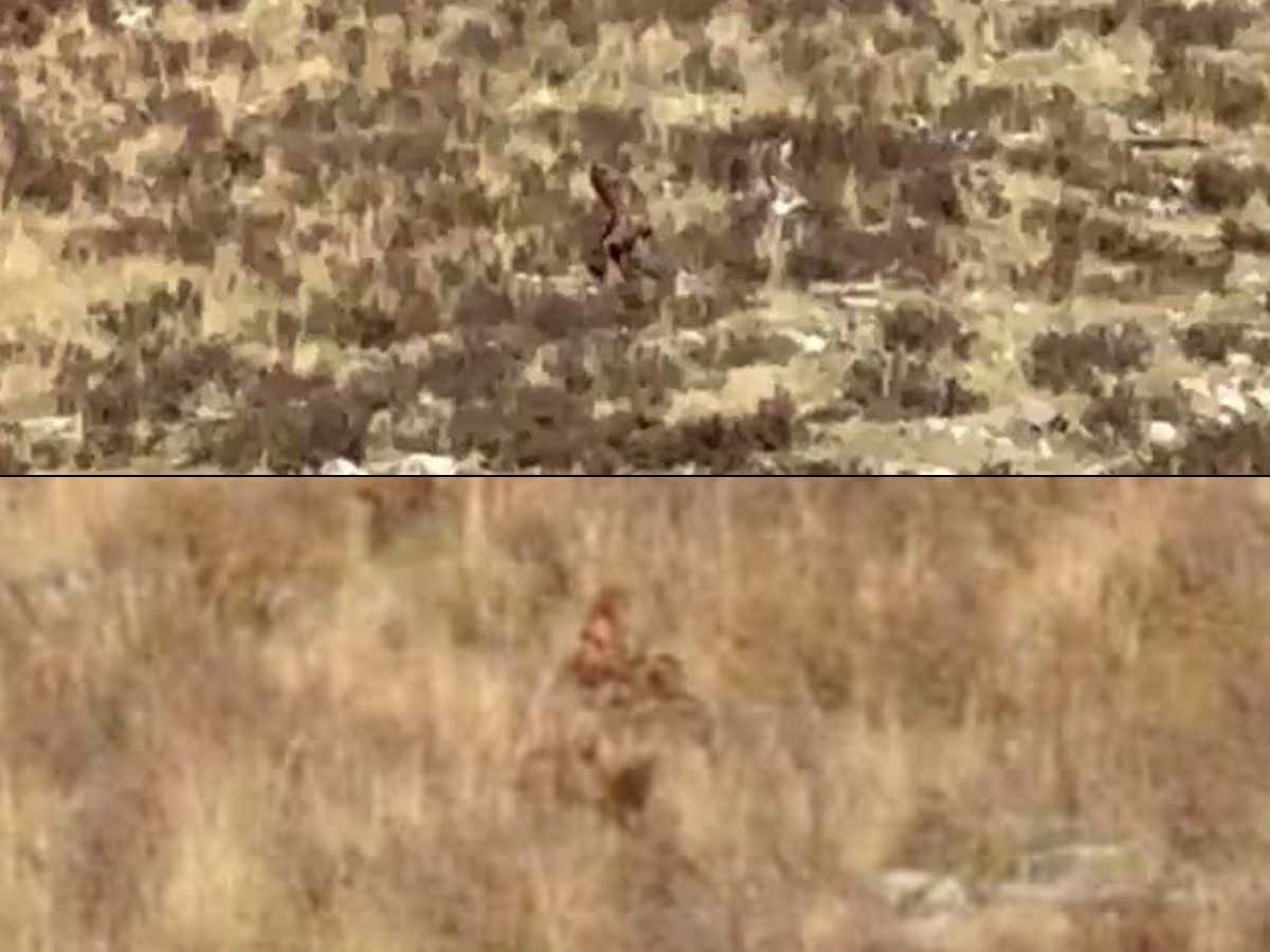 We've FINALLY Got High Def Camera Footage Of Big Foot Wandering Around The Mountains of Colorado