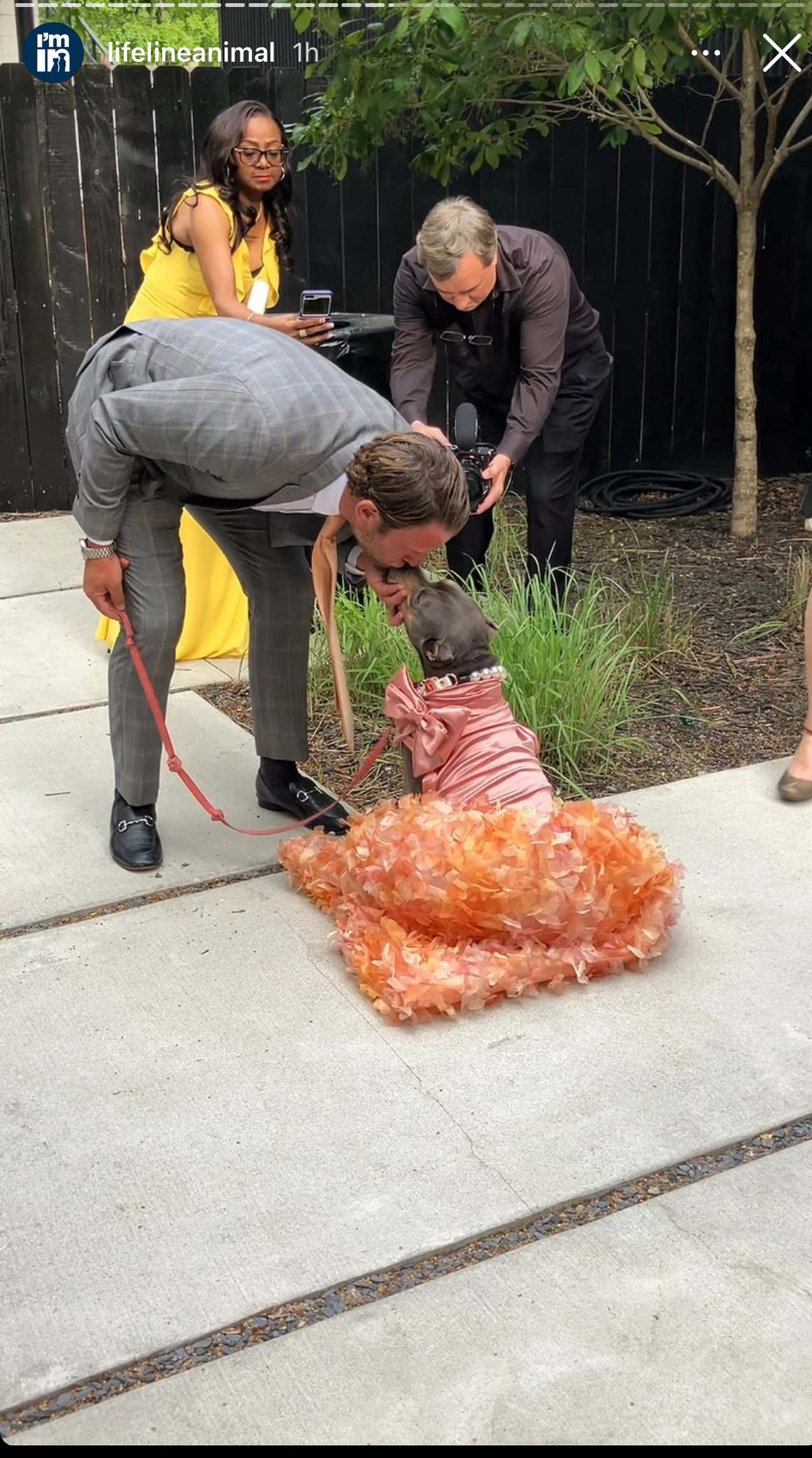 The Famous Miss Peaches STUNS In Her Signature "Peach" On The LifeLine Animal Project Good Human Gala Red Carpet