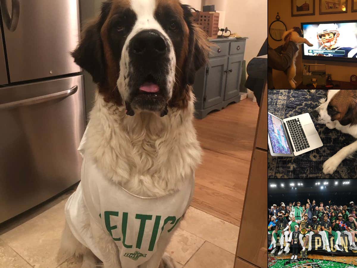 This Is The Story Of How A Magical Puppy Not Only Saved An NBA Franchise, But Helped Them Finally Become Champions